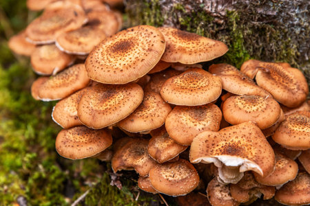 Closeup of the Armillaria mellea cluster. An edible Honey basidiomycete fungus. Stump mushroom, stumpie, pipinky or pinky. Wild forest mushrooms growing on mossy tree bark. Macro. Selective focusの写真素材