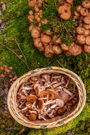 Armillaria mellea, honey fungus, is an edible basidiomycete fungus. Stump mushroom, stumpie, pipinky or pinky in wicker basket in nature in forest on the moss ground. Top view. Close up, macro.の写真素材