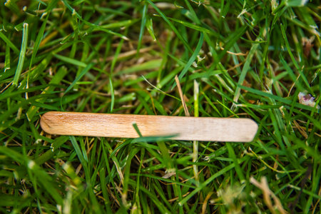 A wooden ice cream popsicle stick thrown onto green grass lawn. Simple biodegradable wooden stick laying on the meadow, showcasing sustainable materials in nature.の写真素材