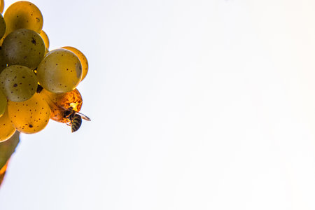 Golden grape cluster and busy bee on golden hour evening light. Bee or wasp eating sweet riesling or silvaner grapes. Vineyard scene at sunset. Wuerzburg, Franconia, Bavaria, Germany. Copyspaceの写真素材