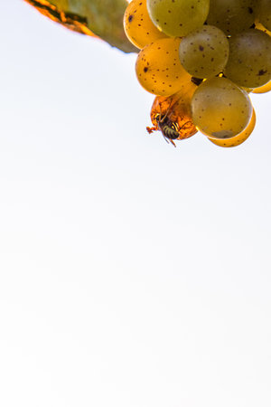 Golden grape cluster and busy bee on golden hour evening light. Bee or wasp eating sweet grapes. Vineyard scene at sunset. Wuerzburg, Franconia, Bavaria, Germany. Copyspaceの写真素材