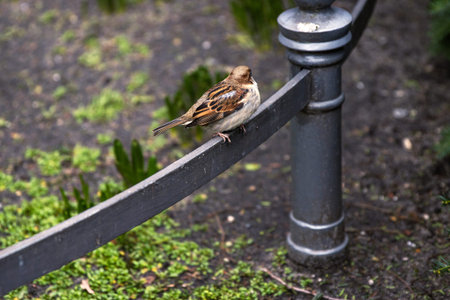 One sparrow resting in city park in Berlin, representing urban wildlife. One small bird is perched on a metal garden fenceの写真素材