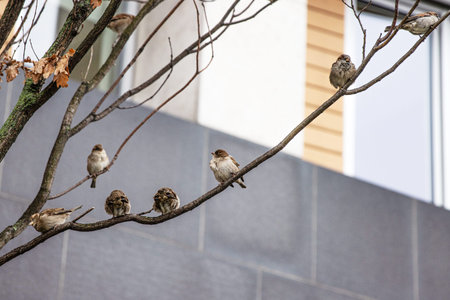 Group of sparrows perched on a bare tree branch in urban setting. Flock of city birds thriving in berlin urban environment. Wildlife during the colder seasonの写真素材
