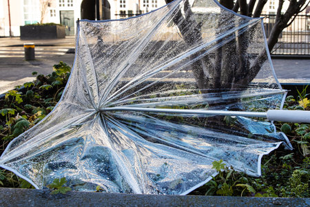 Broken wet transparent umbrella abandoned in an urban planter. Discarded clear umbrella in rain...