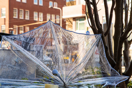 Broken wet transparent umbrella abandoned in an urban planter. Discarded clear umbrella in rain...