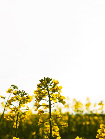 Rural landscape with blooming yellow rapeseed flowers in spring field under soft sunlight against white cloudy sky. Selective focusの写真素材