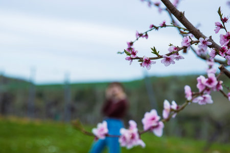Blooming pink cherry blossoms in spring with a blurred child walking in the background. Closeup of...