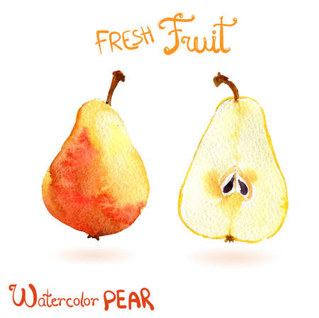 Bright vector watercolor fruit pearのイラスト素材