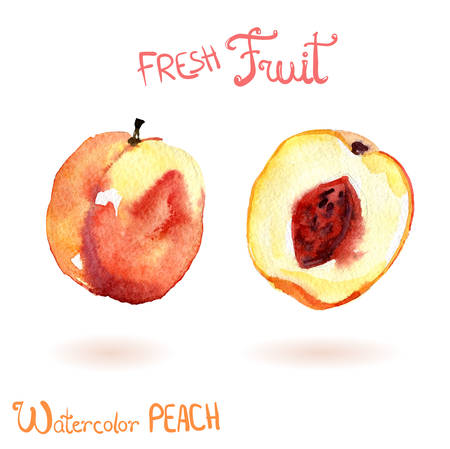 Bright vector watercolor fruit peachのイラスト素材