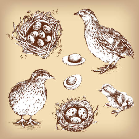 Set of vector graphic illustrations of quail, chick, eggs and neのイラスト素材