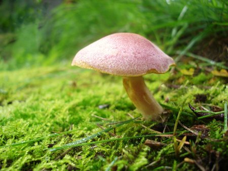 Single fungus in moss bankの写真素材