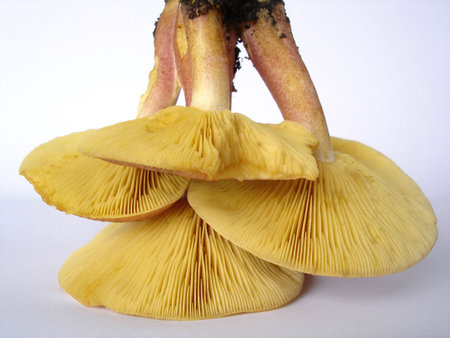 Fungi on an isolated white background                               