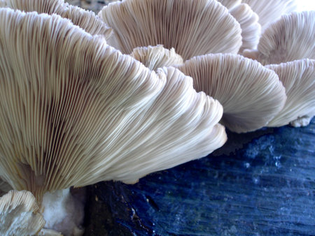 Group of fungi growing on a tree stump                               の写真素材