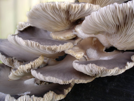 Group of fungi growing on a tree trunk                          の写真素材