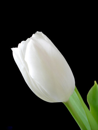 A single white tulip isolated on a black background                の写真素材