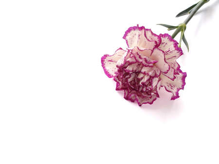 Purple and White Carnation Isolated on White                         の写真素材
