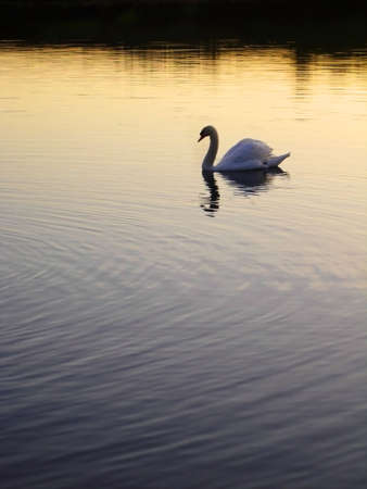 Swan On The Lake At Sunsetの写真素材