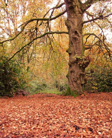 Blanket of woodland  leaves in the Fallの写真素材