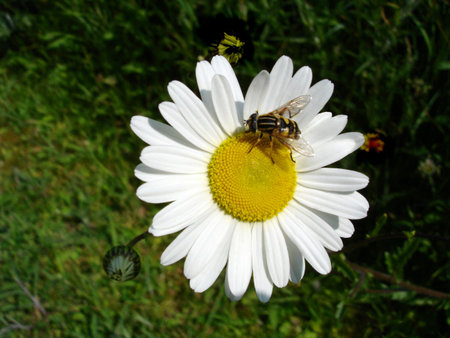 Bee Collecting Pollen On A White Daisy                               