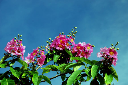 pink flower and leaf on the blue sky # phaseの写真素材