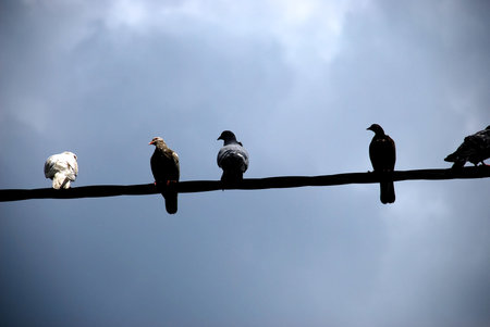 five bird on the wire at blue skyの写真素材
