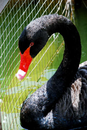 beautiful Swan head at mini zoo malaysian #の写真素材