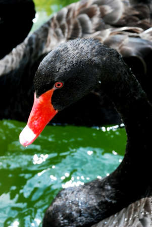 beautiful Swan head at mini zoo malaysian #の写真素材