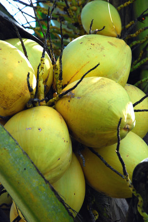 fresh coconut fruits image at the houseの写真素材