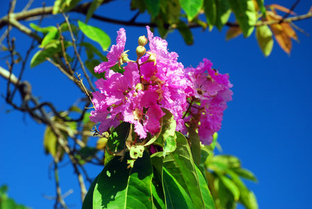 beautiful pink flower at the garden #