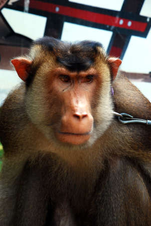 beautiful monkey face at zoo Kuala Lumpur, Malaysiaの写真素材