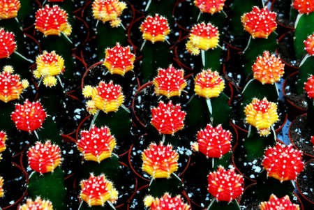 beautiful cactus flower image at the gardensの写真素材