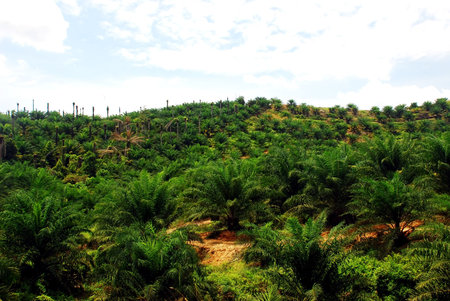 focus aoil palm estate image at the farm の写真素材