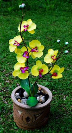 yellow orchid flower at the gardenの写真素材