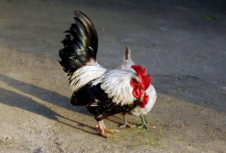rooster on a farm viewsの写真素材