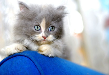 kittenの写真素材