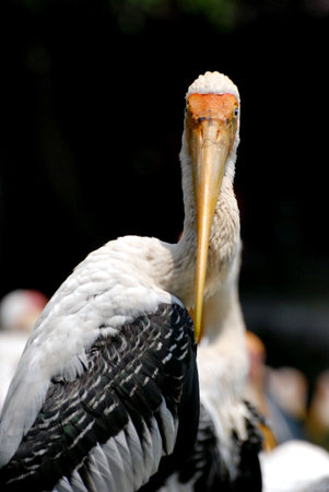 flamingoの写真素材