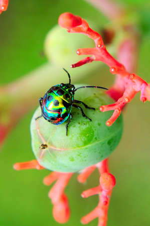 an insect that's probably a true bug rather than an insectの写真素材