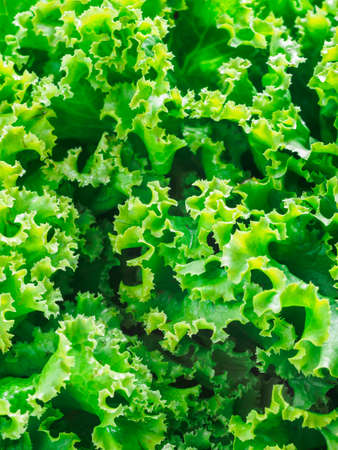 Fresh salad green and crispの写真素材