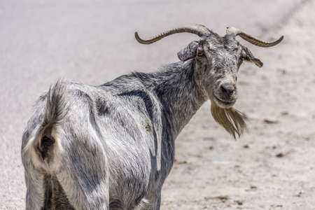 Wild goat on the island of Kos, Greeceの写真素材