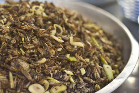 fried insects in north east of Thailandの写真素材