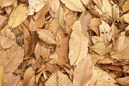 dried leaf in rain forrestの写真素材