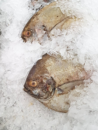 fresh black pomfret  on ice at the seafood booth