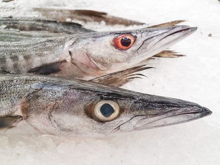 Fresh Barracuda on Ice at the seafood boothの写真素材
