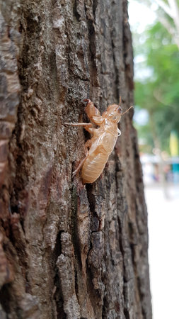husk of cicada on tree. Shell of cicada after moltingの写真素材