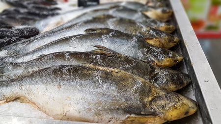 Iridescent shark, Striped catfish, Sutchi catfish on ice in supermarket.の写真素材