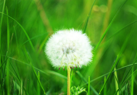 dandelion in the green grassの写真素材