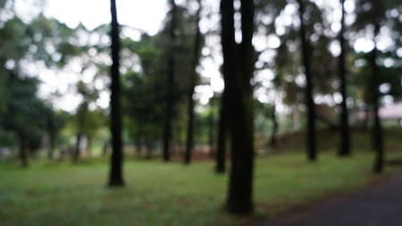 Blur background pictures of pine tree forestの写真素材