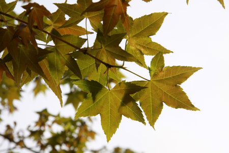 The morning sun penetrates the maple leavesの写真素材