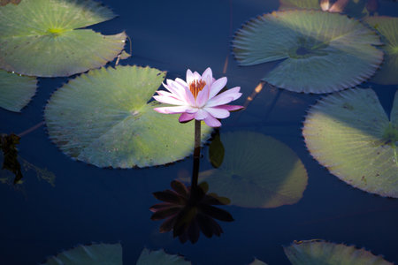 The beautiful water lily in the pond has bloomedの写真素材