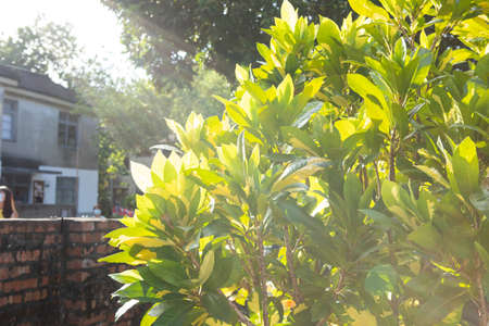 Dense leavesの写真素材